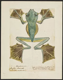 1860 Collection: Rhacophorus, Tree frog