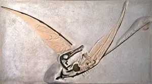 Rhamphorhynchus