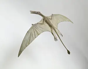 Rhamphorhynchus