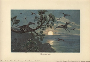 Rhamphorhynchus, genus of extinct long-tailed