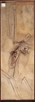 Pterosauria Prints: Rhamphorynchus longiceps