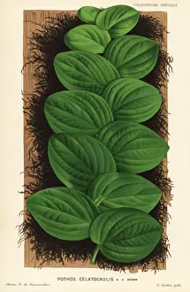 Rhaphidophora korthalsii foliage plant