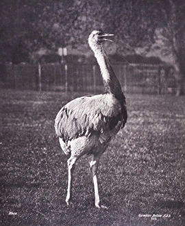 Images Dated 5th February 2014: Rhea by Gambier Bolton