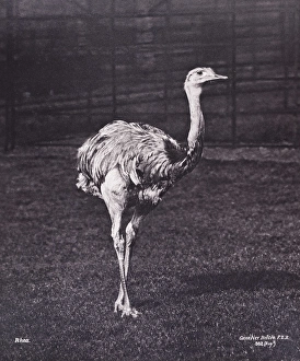 Images Dated 5th February 2014: Rhea by Gambier Bolton