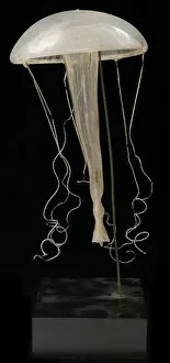 Crustacea Collection: Rhegmatodes thalassina, jellyfish