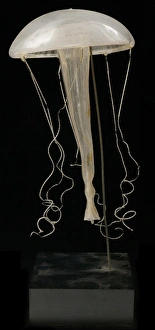 Crustacea Collection: Rhegmatodes thalassina, jellyfish