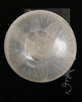 Images Dated 26th August 2005: Rhegmatodes thalassina, jellyfish model