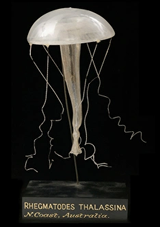 Images Dated 26th August 2005: Rhegmatodes thalassina, jellyfish model