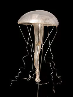 Images Dated 29th January 2004: Rhegmatodes thalassina, jellyfish model