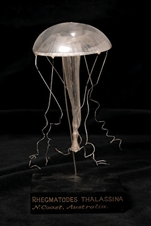 Images Dated 29th January 2004: Rhegmatodes thalassina, jellyfish model