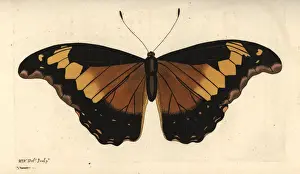 Rhetenor blue morpho, Morpho rhetenor