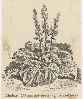 Rheum Hybridum / Rhubarb