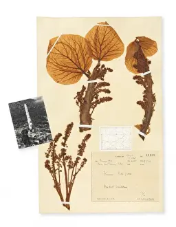 Caryophyllales Prints: Rheum nobile, Sikkim rhubarb