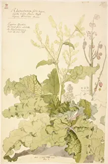 Ehret Prints: Rheum x rhbarbarum, rhubarb