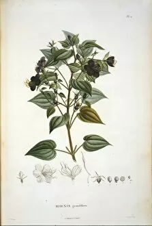 Bonpland Gallery: Rhexia grandiflora
