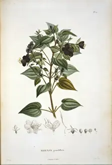 Rhexia grandiflora