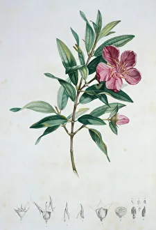 Rosid Gallery: Rhexia speciosa