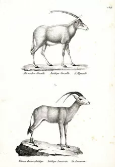 Schinz Collection: Rhim gazelle and Arabian oryx