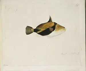 Reef Prints: Rhinecanthus rectangulus, wedge-tailed triggerfish