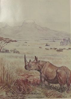 Images Dated 8th August 2011: Rhino, Kilimanjaro