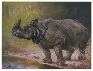Rhinoceros 1909