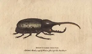 Dynastes Prints: Rhinoceros beetle brought from the island of