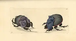 Rhinoceros beetle and cyanean scarab