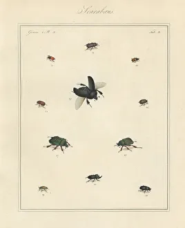 Auratus Prints: Rhinoceros beetle, dung beetle, brown chafer, etc