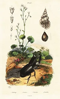 Coleoptera Prints: Rhinoceros beetle, snail and saxifrage