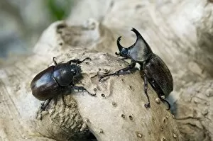 Beetles Gallery: Rhinoceros Beetle - on tree-bark - hornless female