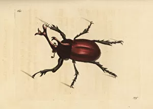 Polydore Collection: Rhinoceros beetle, Trypoxylus dichotomus