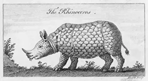 Conceived Prints: Rhinoceros C18