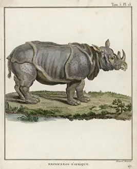 Rhinoceros (C18)