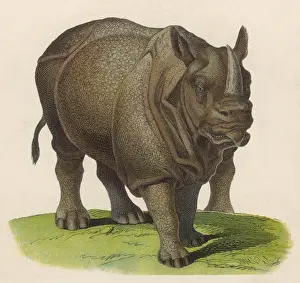 Folds Prints: Rhinoceros C1870