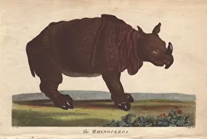 Rhinoceros Prints: Rhinoceros, Diceros bicornis