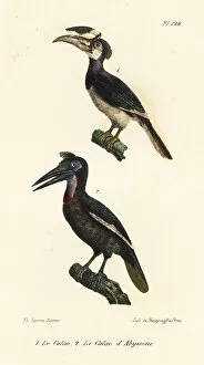 Oeuvres Collection: Rhinoceros hornbill and Abyssinian ground hornbill