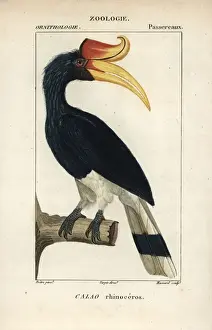 Stipple Prints: Rhinoceros hornbill, Buceros rhinoceros, near threatened