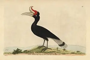 Polydore Prints: Rhinoceros hornbill or rhinoceros bird, Buceros rhinoceros