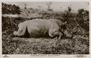 Rhinoceros Hunting, Bahr-el-Ghazal, South Sudan, Africa