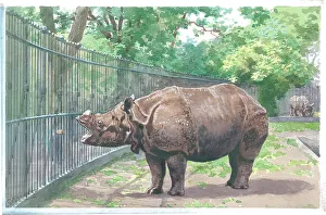 The Rhinoceros at London Zoo