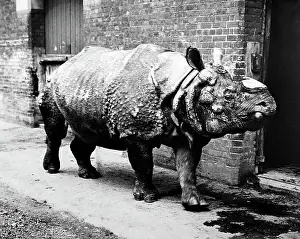 Rhinoceros Prints: Rhinoceros named Tom, London Zoo, Victorian period