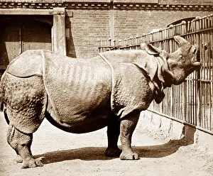 Rhinoceros Prints: Rhinoceros (probably London Zoo) hand coloured photo