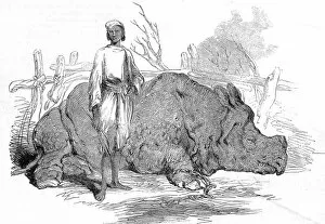 Images Dated 3rd December 2004: Rhinoceros found in Rundheer Singhs Camp, Bengal, 1852