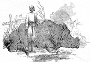 Images Dated 3rd December 2004: Rhinoceros found in Rundheer Singhs Camp, Bengal, 1852