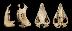 Theria Prints: Rhinoceros sondaicus, javan rhinoceros