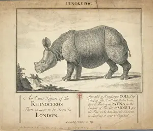Rhinoceros unicornis, Indian rhinoceros