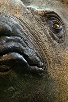 Rhinoceros unicornis, Indian rhinoceros