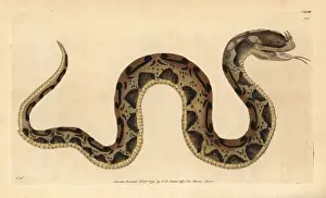 Rhinoceros Prints: Rhinoceros viper, Bitis nasicornis