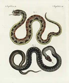 Bilderbuchfurkinder Prints: Rhinoceros viper, Bitis nasicornis, and carpet