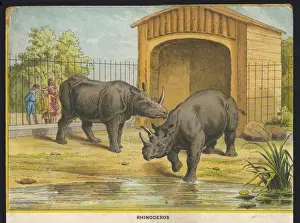Rhinoceros Zoo